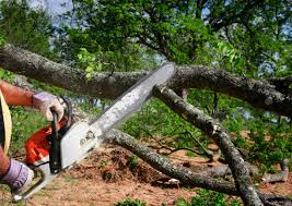 Best Storm Damage Tree Cleanup  in New Whiteland, IN