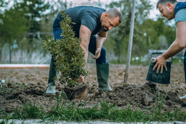 Best Hazardous Tree Removal  in New Whiteland, IN